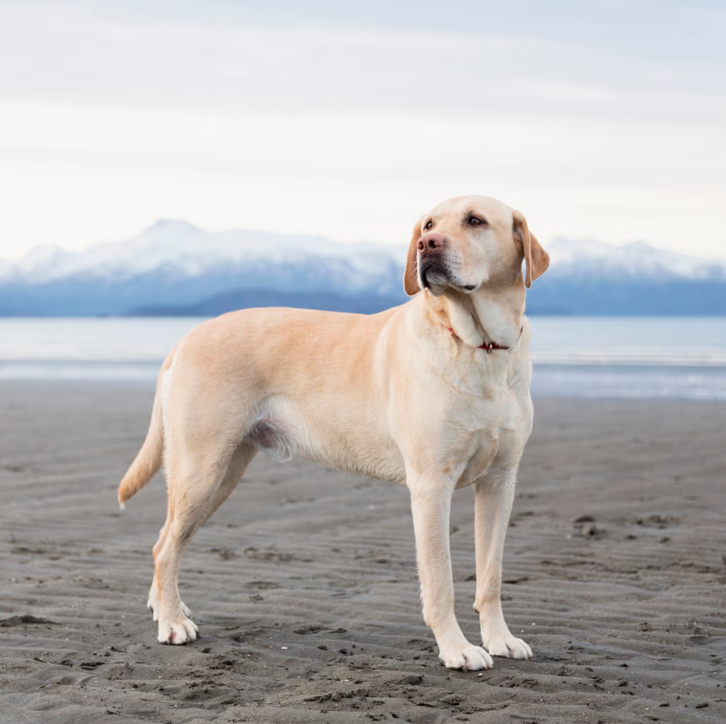 Happy Labrador enjoying outdoor exercise - professional dog walking services in Mumbai